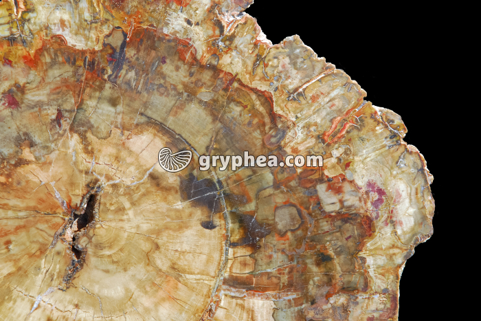 Tronc silicifié en CT (Araucaria) - gryphea.com